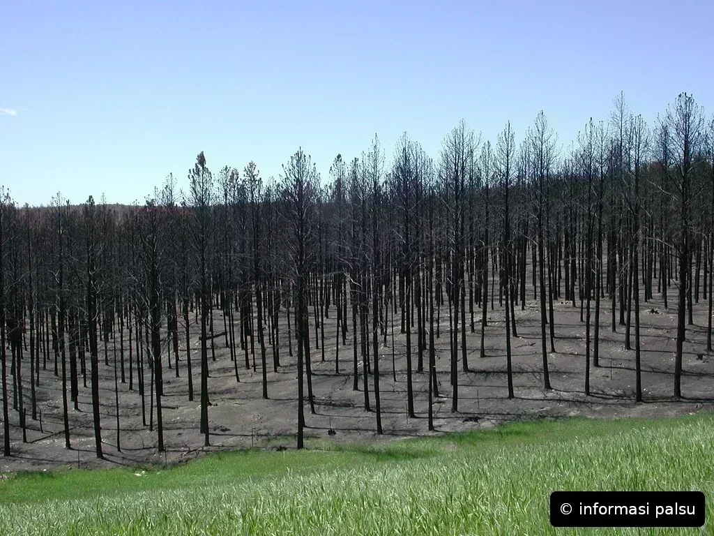 Informasi Palsu Kebakaran Hutan Berubah Bentuk di Dunia Maya Berkat Konten AI Berkualitas Rendah