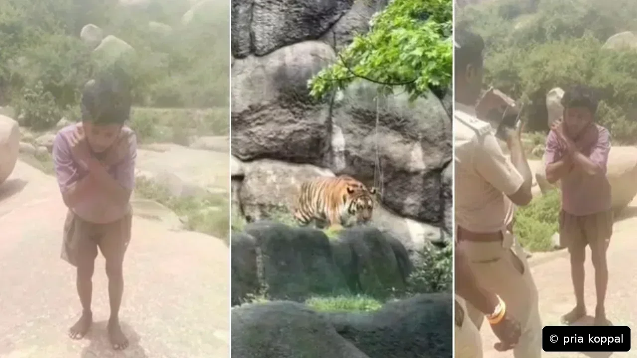 Pria Koppal Buat Gambar Harimau AI untuk Bolos…